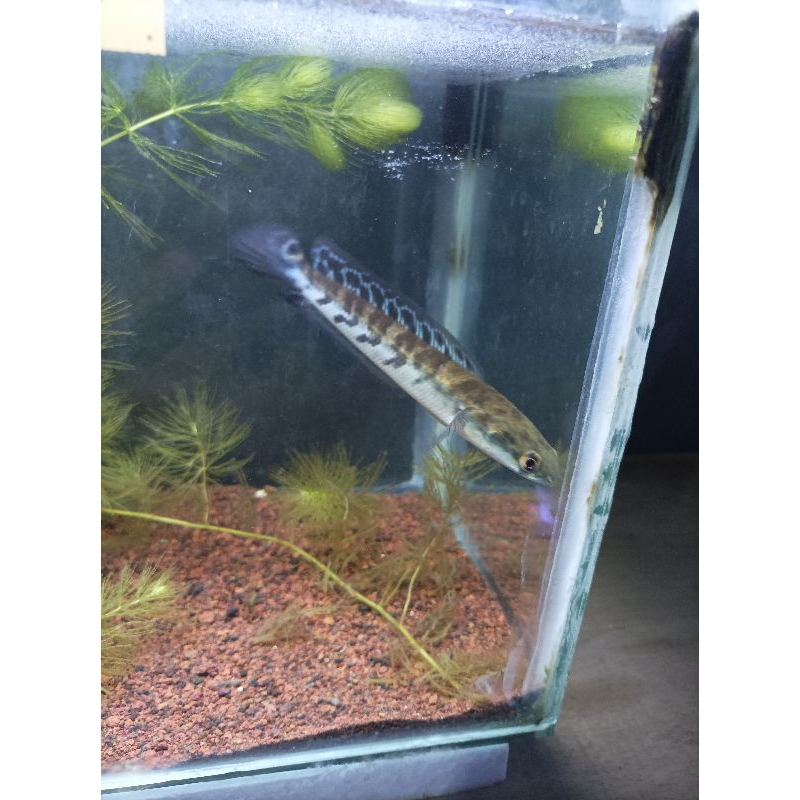 YS PROGRES SIMET CABUNG BATIK