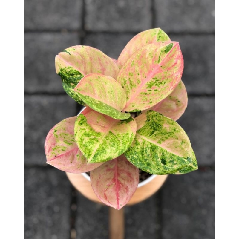 Tanaman hias - tanaman aglonema emerald mutasi - aglaonema emerald