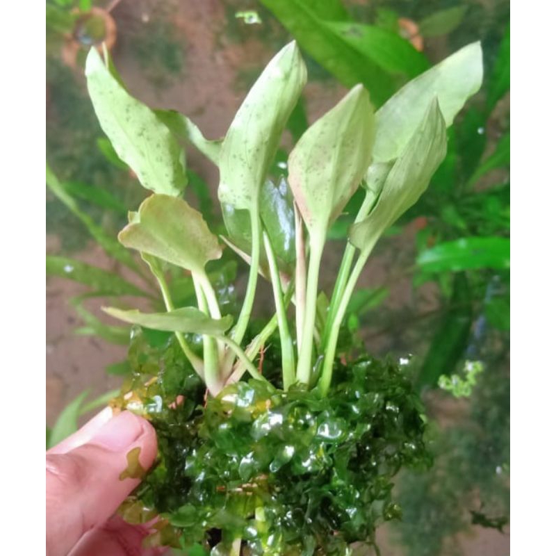 tanaman aquascape jumbo / tanaman aquascape