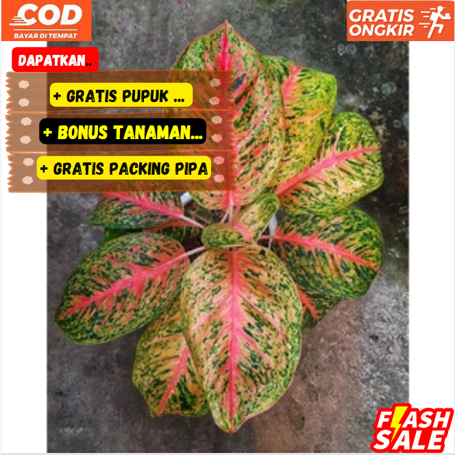 Aglonema Big Papa Mutasi Asli Si Ratu Daun