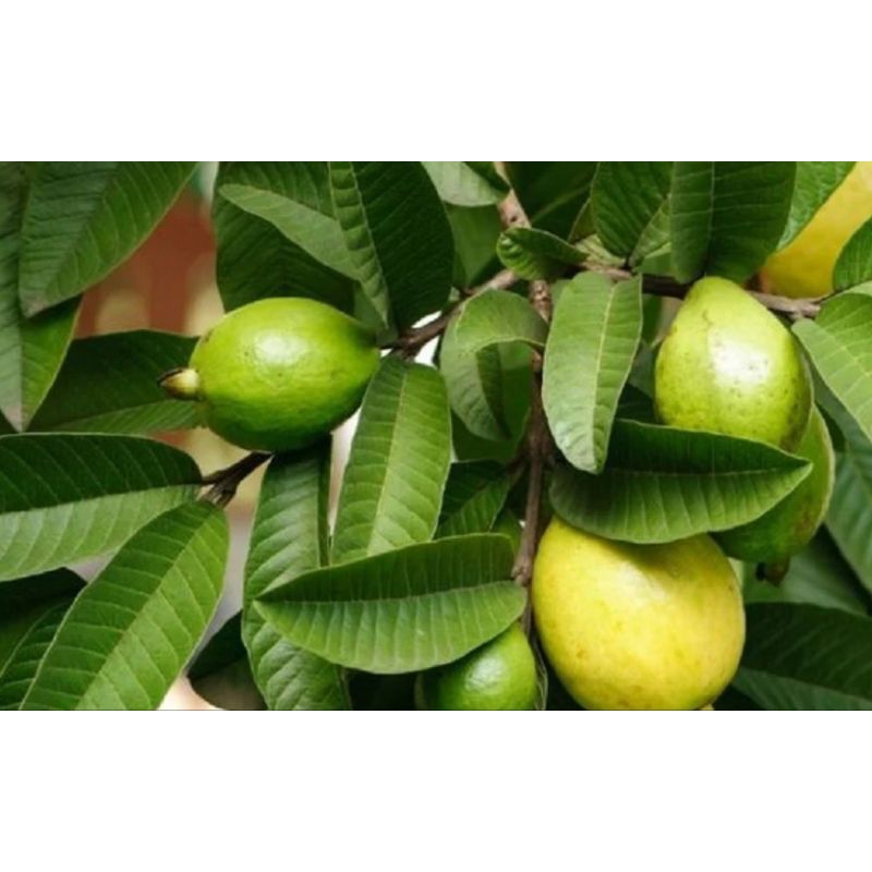 

Buan jambu biji organik ready stok