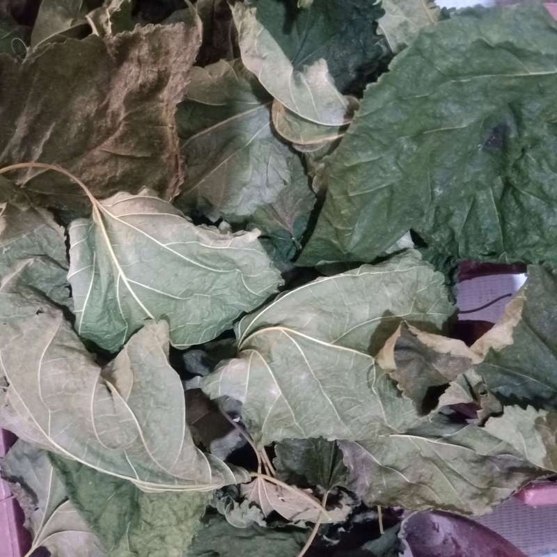 

HERBAL TERBAIK DAUN MURBEI KERING /MORUS / MULBERY- 500 GRAM