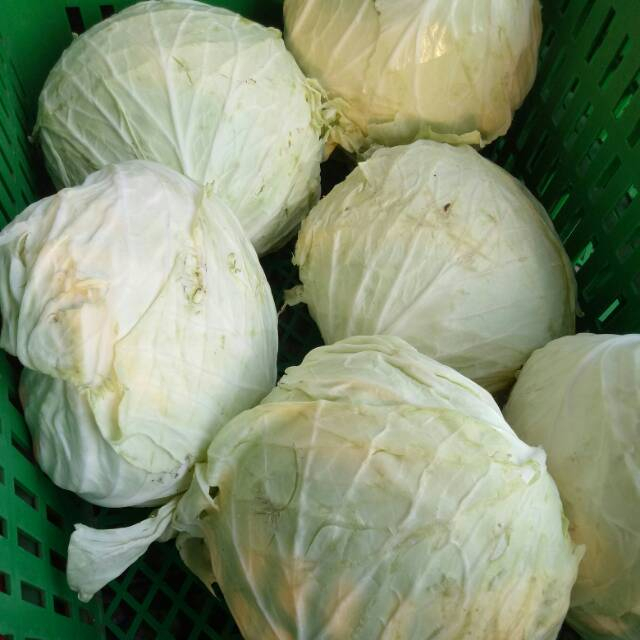 

SAYUR KOL / KUBIS PER BUAH 1KG - 1,5KG