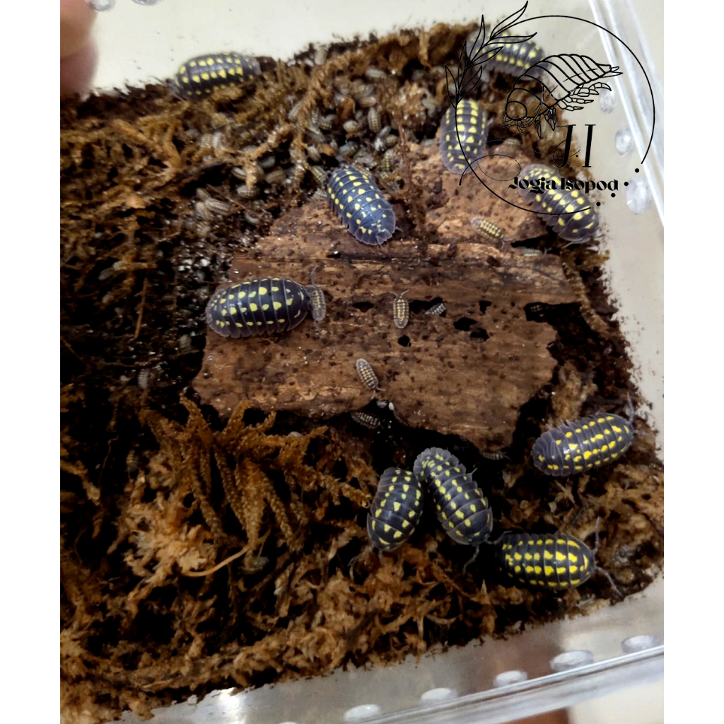 Isopoda Isopod Armadillidium Gestroi Isopod Gestroi