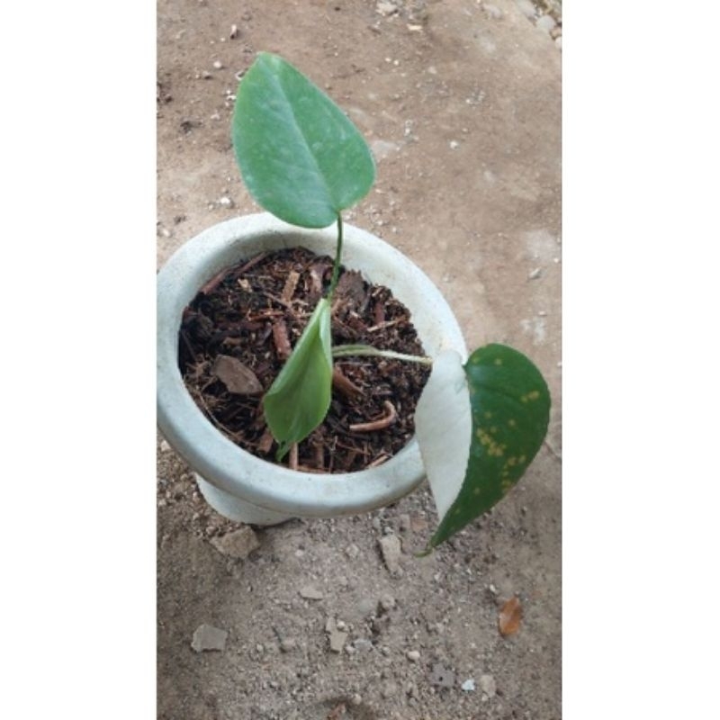 MONVAR/Monstera Variegata Maewah