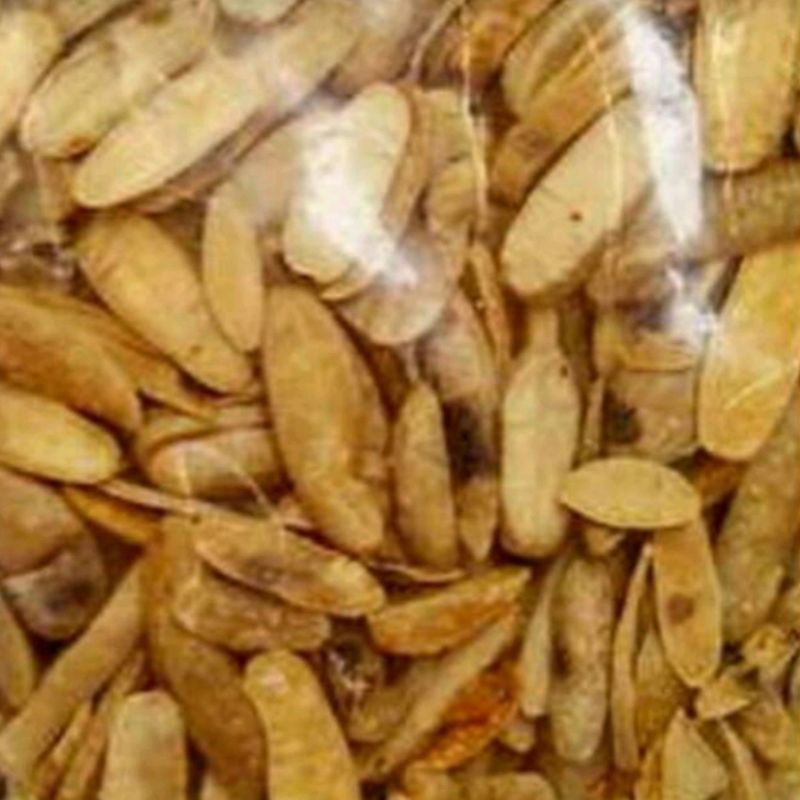 

Canguk Benguk / Kacang Benguk Gurih Renyah Khas Bantul 500 Gram