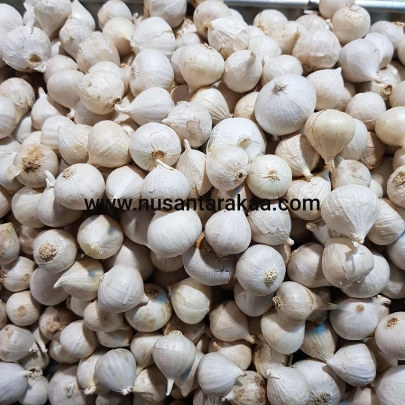 

Bawang putih tunggal kemasan 250 gram besar