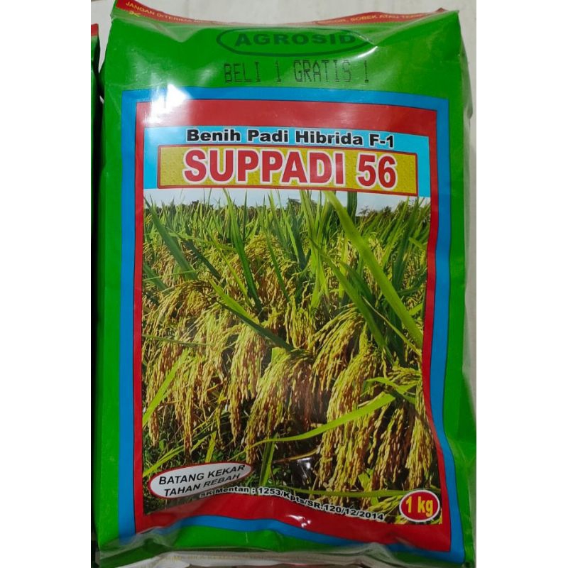 Benih Padi SUPPADI 56 & SUPPADI 89 1 kg / beli 1 bonus 1