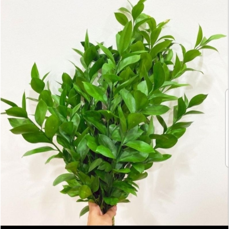 bunga ruskus segar