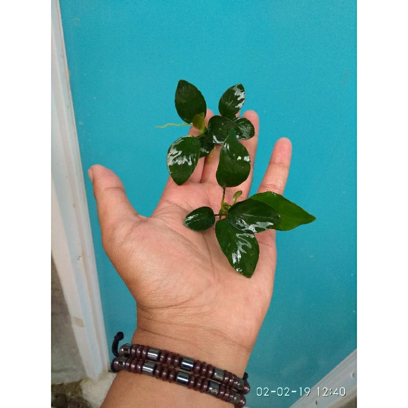 anubias nana