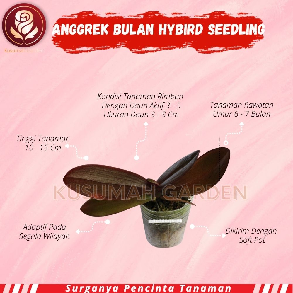 Anggrek Bulan Koleksi Seedling - Bibit Anggrek Bulan - Seedling Bulan Hybird