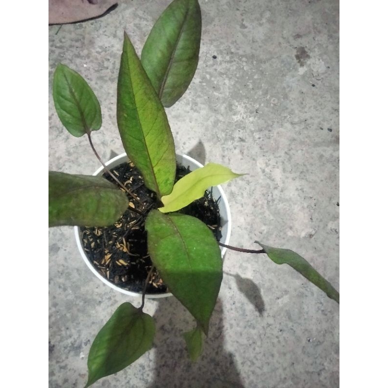 anthurium hokeri pink