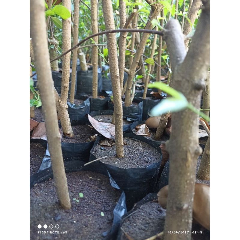 Anting Putri bahan Bonsai