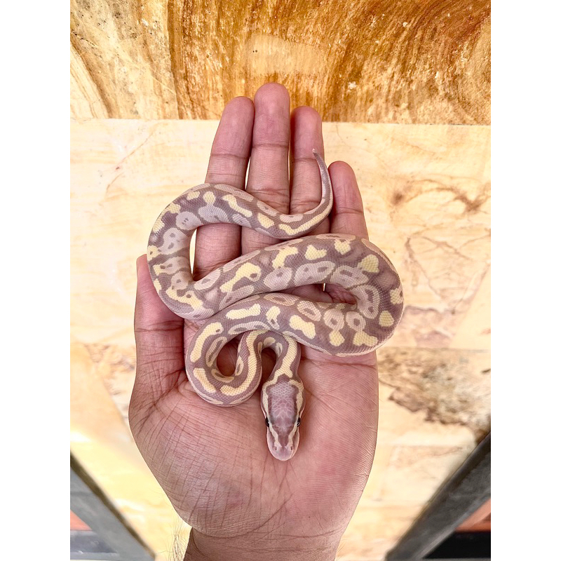 Banana Pastel Ball Python