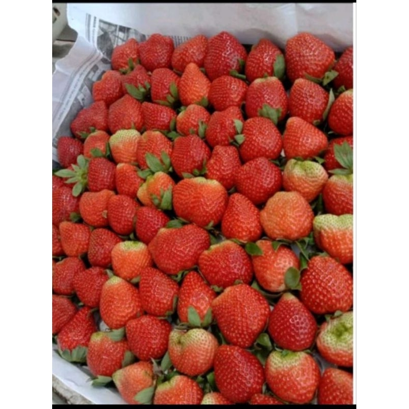 Buah Strawberry Mencir Ciwidey Bandung 1kg
