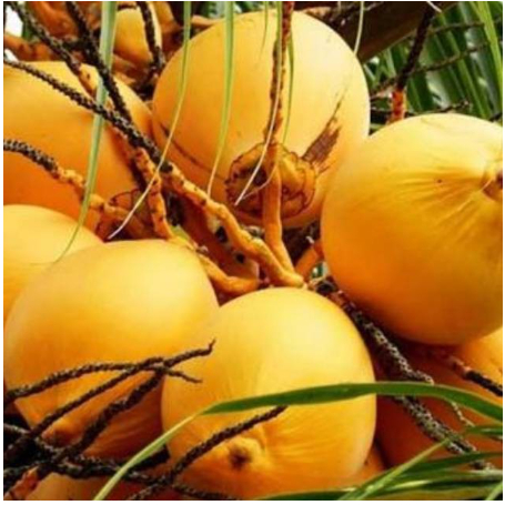 

Buah Kelapa Gading Muda Segar 1 pcs