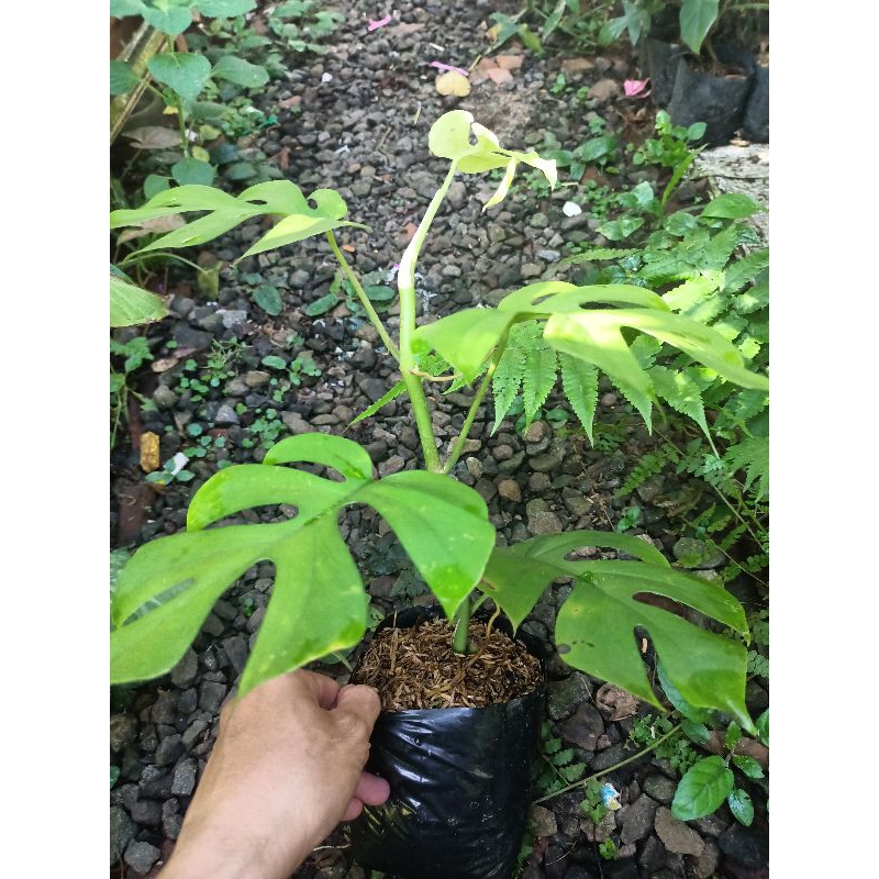 monstera tetrasperma-monstera minima
