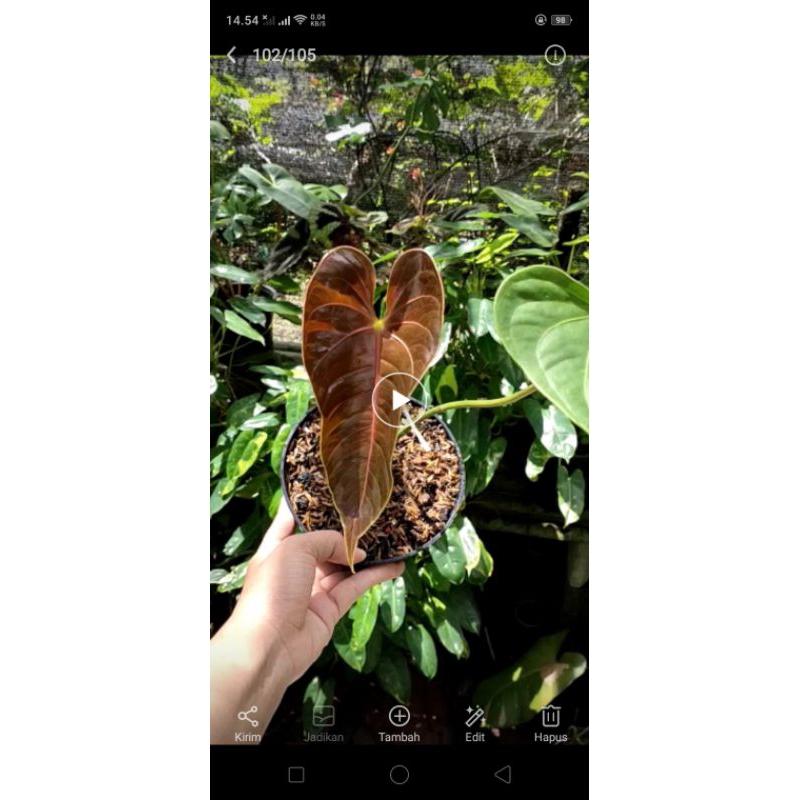 Anthurium black veitchii