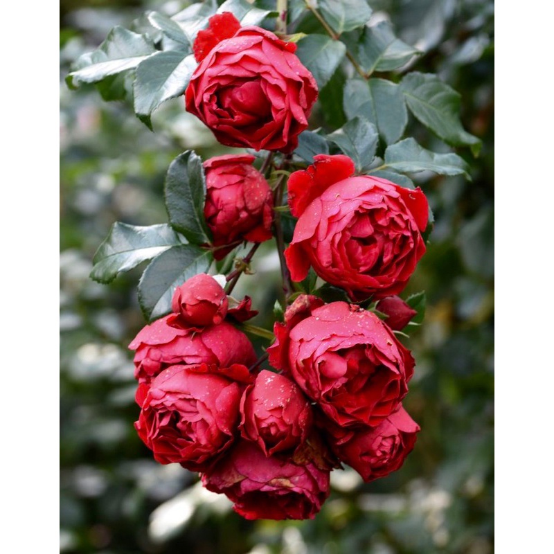 Tanaman Hidup Bunga Mawar Import FLORENTINA-Mawar merah-Mawar rambat merah-Mawar merah cantik-mawar 