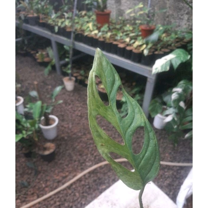 Janda bolong lokal variegata