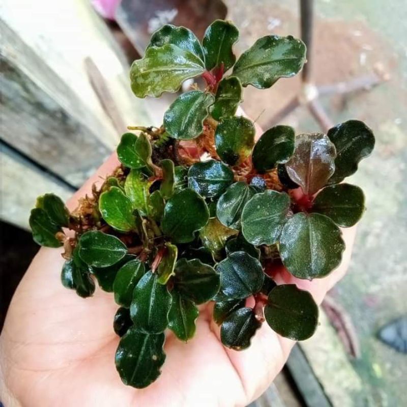Bucephalandra Brownie Helena Round Leaf Tanaman Aquascape
