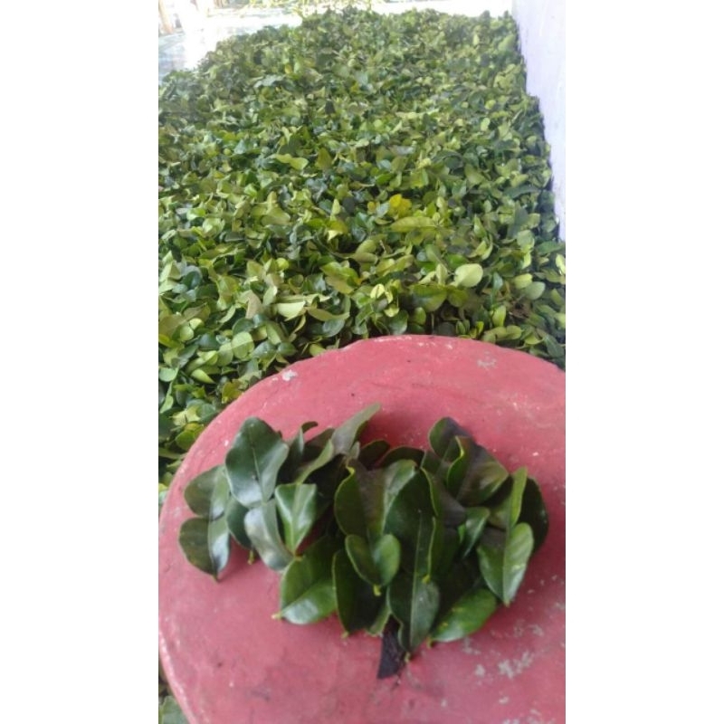 jeruk purut daun segar kemasan 1 kg