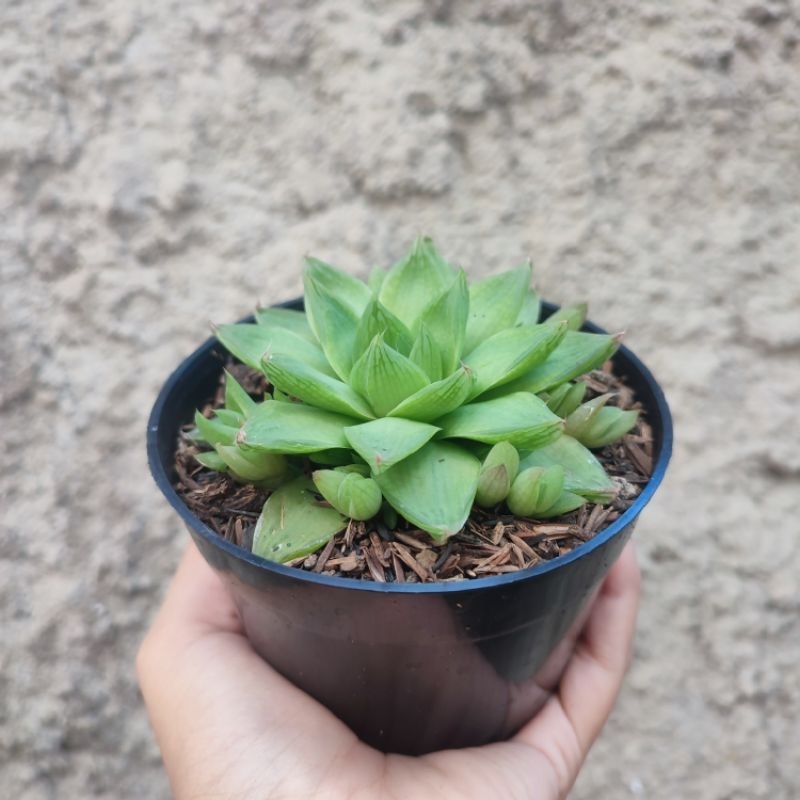 Haworthia Cymbiformis | Sukulen | D 10cm