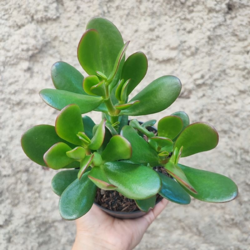 Crassula Ovata (Jade Plant) | DP 10cm | Sukulen