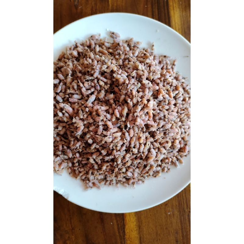 

Ikan Baby Cumi Medan