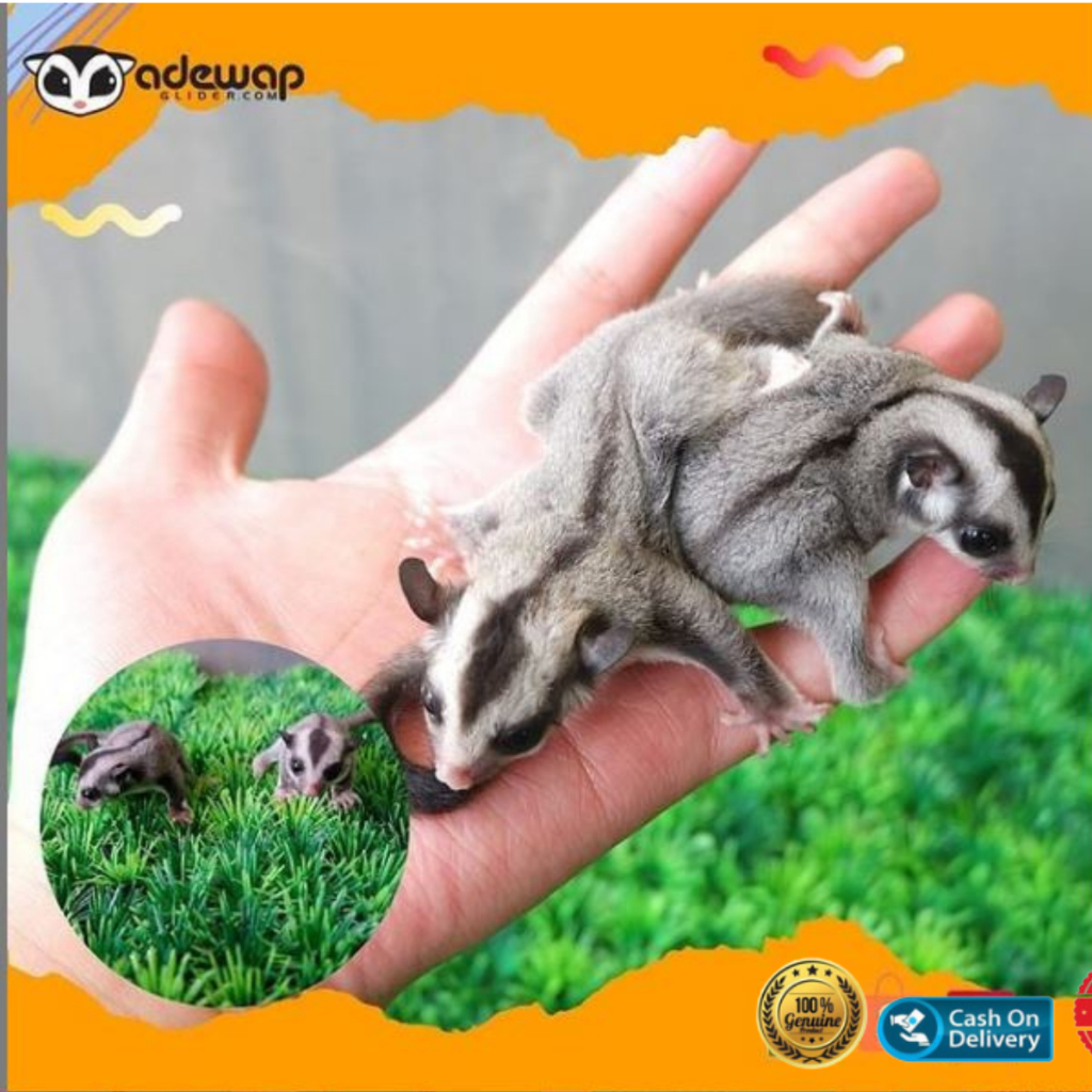 (Kurir Instant) Sugar Glider Platinum Mosaic Joey / SG PLATMOS Baby Jinak