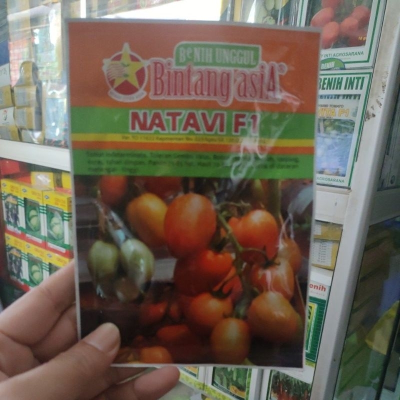 tomat besar Natavi f1