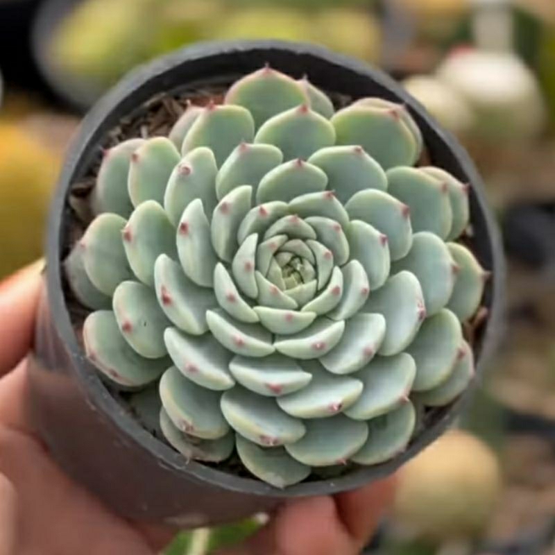 Sukulen Echeveria Blue Minima