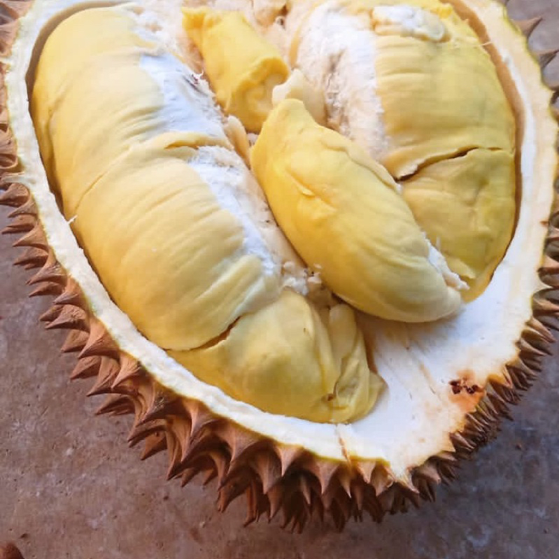 

Monthong Palu Fresh