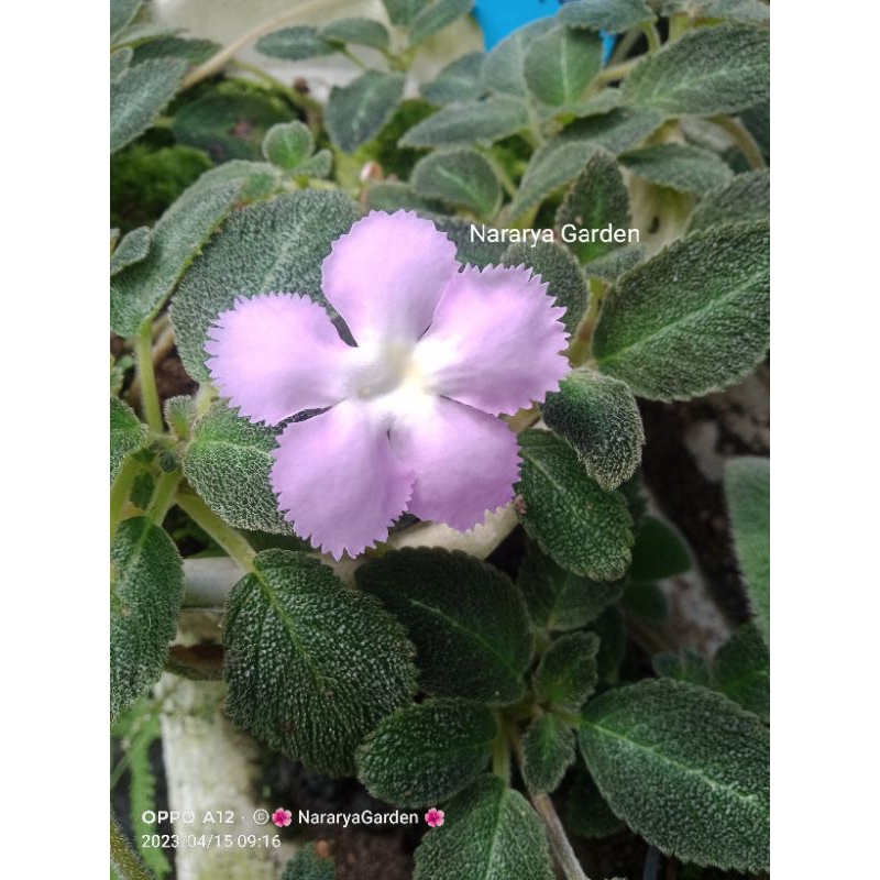 Episcia import Lillacina