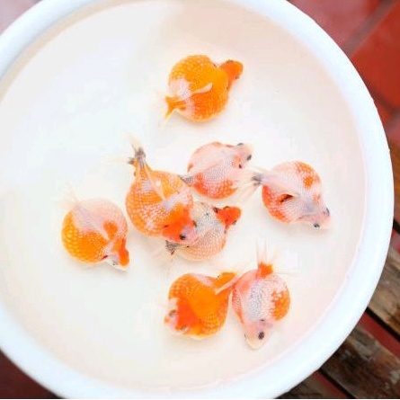 IKAN HIAS MAS KOKI MUTIARA TIKUS RED & WHITE SIZE 8-9 CM SUPER BULAT