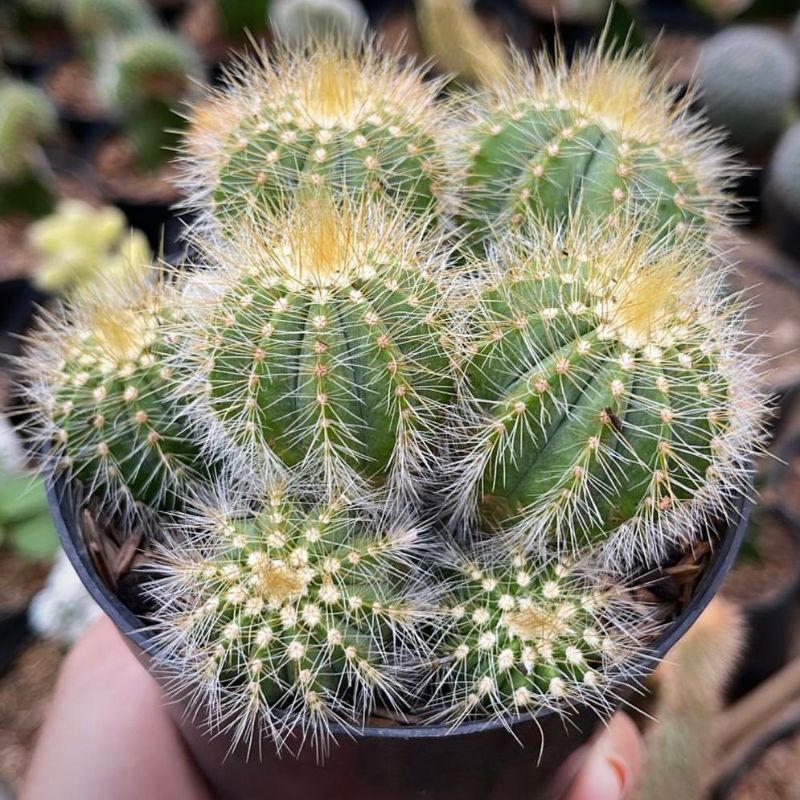 Kaktus Notocactus