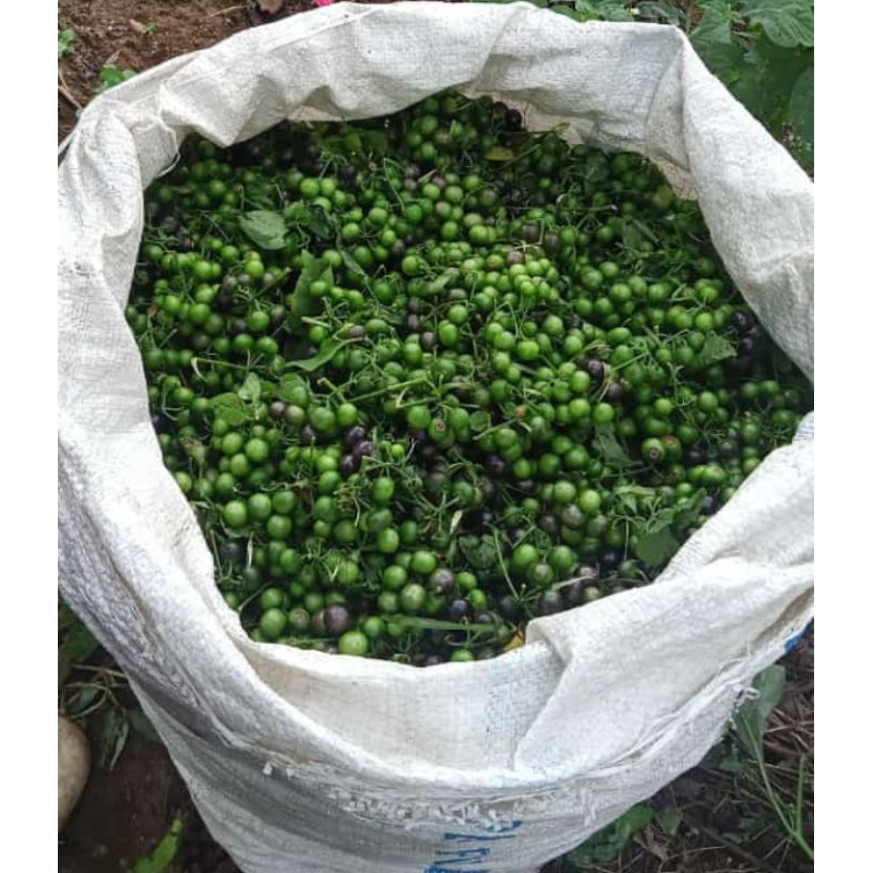 

buah lenca per 1kg