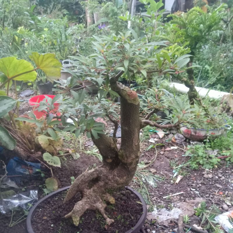bonsai pusaka besar