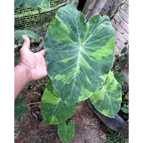 Tanaman Hias Colocasia MIdorian / Midori sour