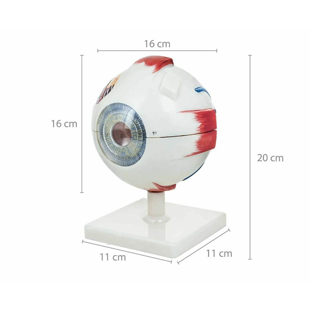 Human Anatomical Natural Eyeball Model Medical Learning Aid Teaching Instrument