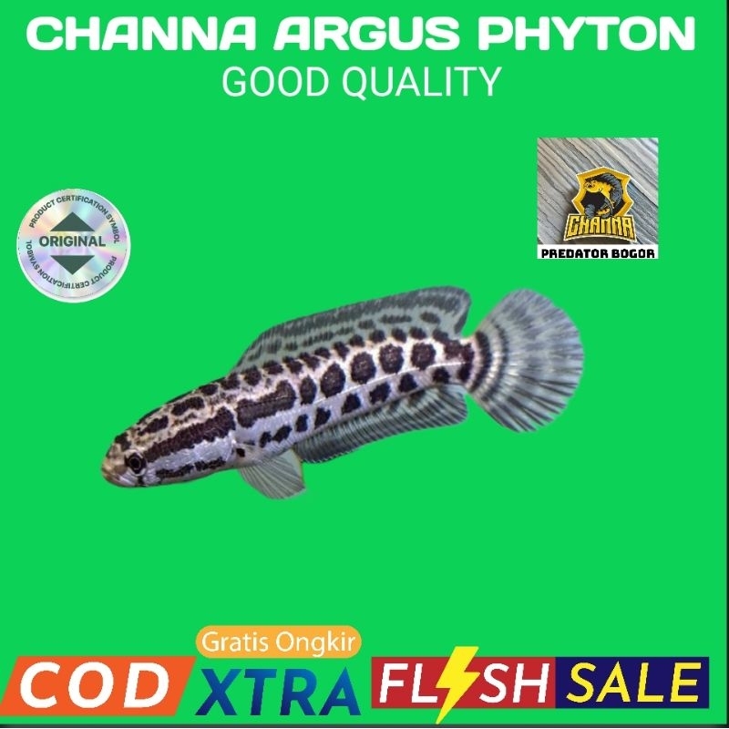 hiasan aquarium Channa chana Argus phyton 8-10cm grade A
