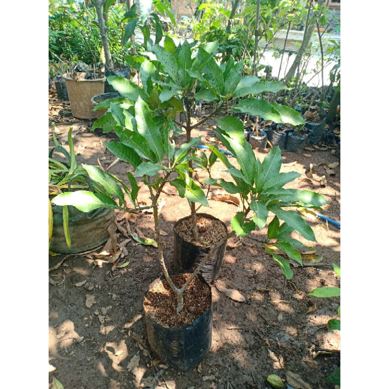 Bibit mangga manalagi madu cangkok susu