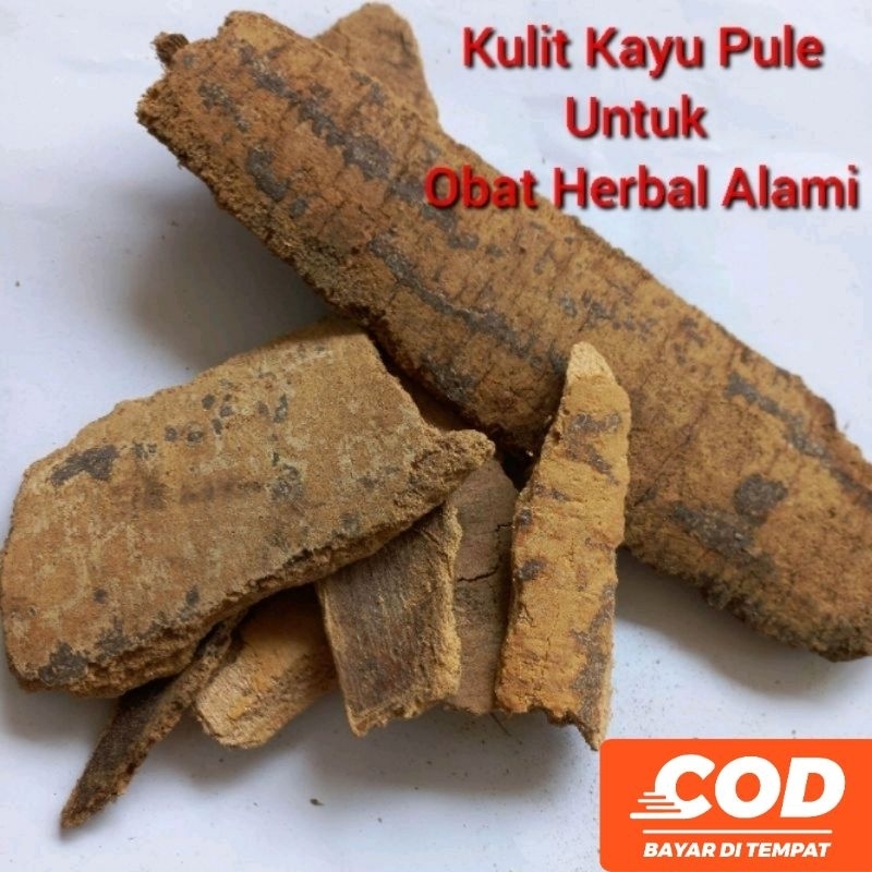 

[ C O D ] Kulit Pohon Kayu Pule 500 Gram Untuk Obat Malaria