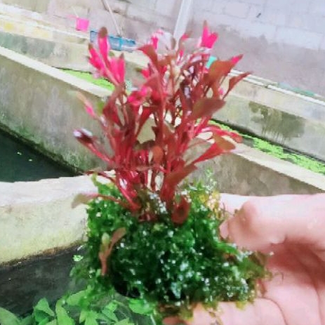 tricolour red aquascape plus mos