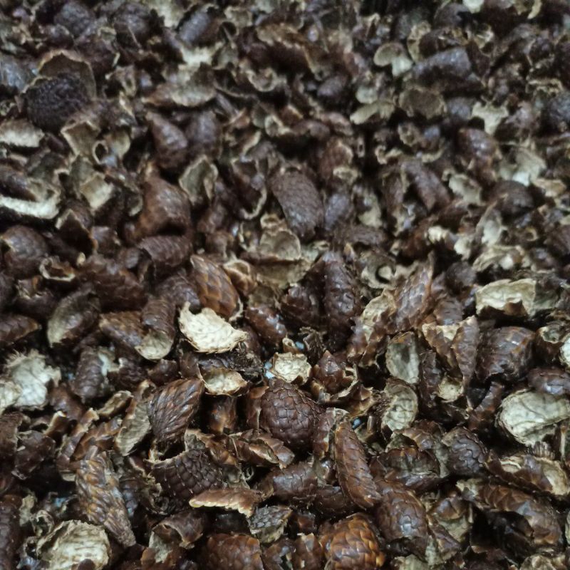 

Kulit Salak Kering Asli Turi Sleman Yogyakarta | Herbal Kulit Salak