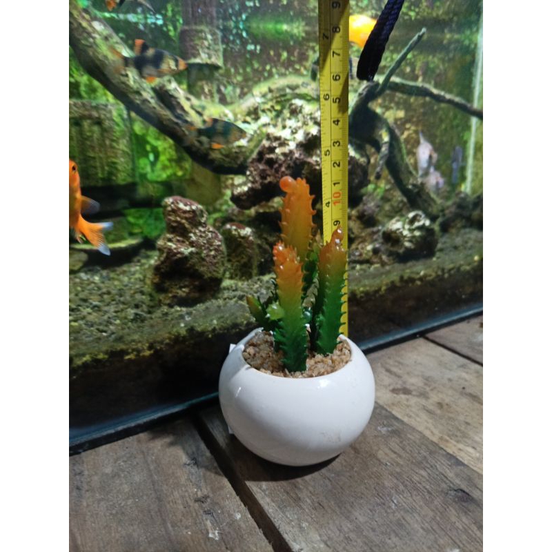 Tanaman hias kaktus sekulen bukan asli atau tiruan dengan keramik cantik cocok untuk dekorasi menghi