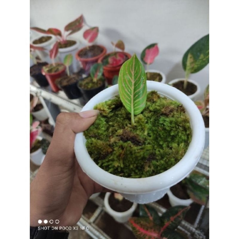 BABY aglonema golden hope daun 1 asli original bergaransi aman