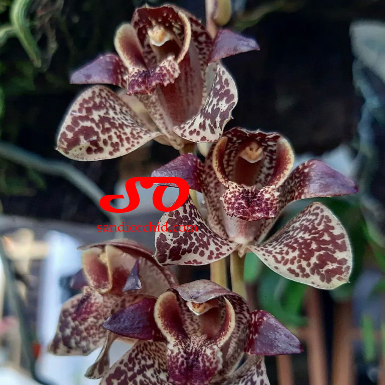 [ SPIKE | BERBUNGA ] Grammatophyllum stapeliiflorum | Anggrek Sendu Si Unik dari Genus Anggrek Macan