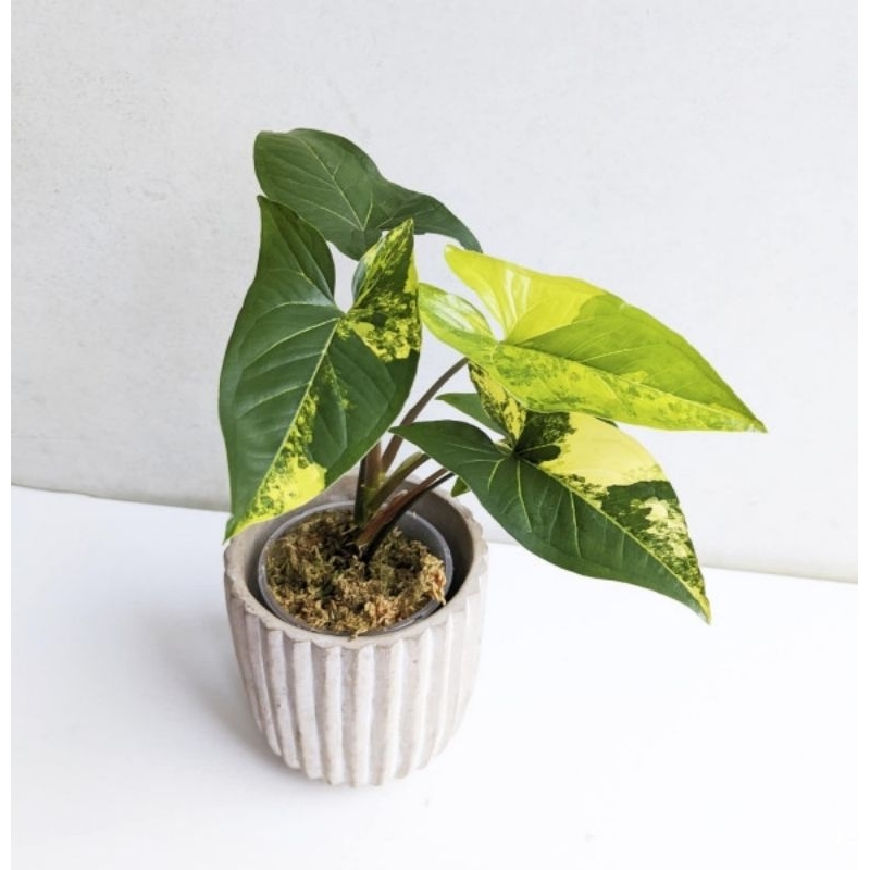 Tanaman Hias syngonium aurera/syngonium varigata kuning