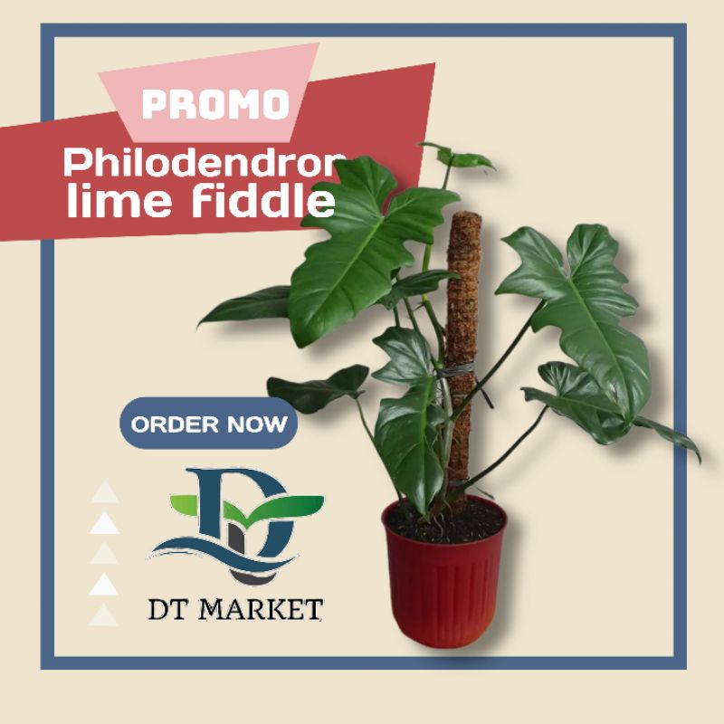 Tanaman Hias Philodendron Dragon Lime Fiddle